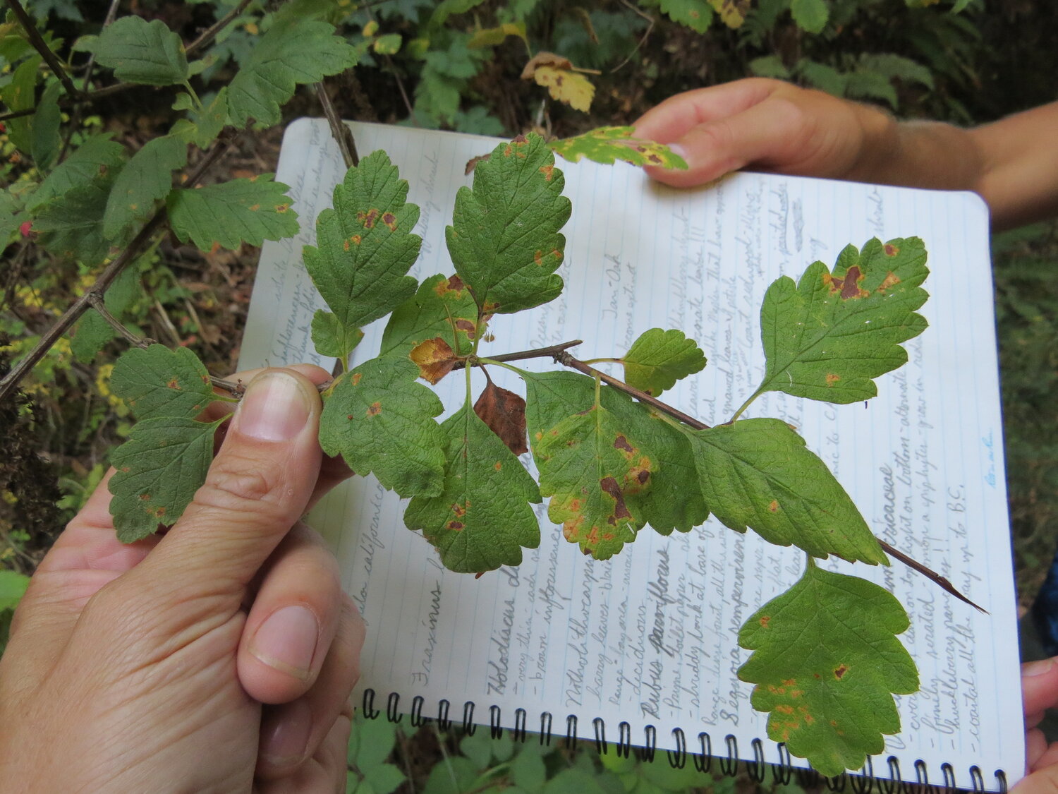 hands holding leaves and notebook